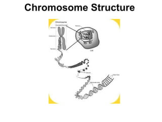 Chromosome Structure   Section 12-2 