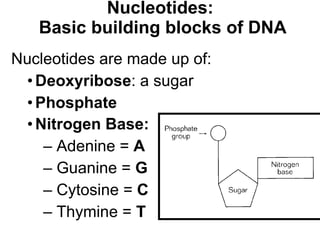 Nucleotides:  Basic building blocks of DNA Nucleotides are made up of: Deoxyribose : a sugar Phosphate Nitrogen Base:   Adenine =  A Guanine =  G Cytosine =  C Thymine =  T 