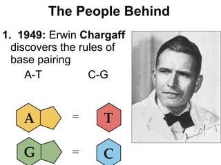 The People Behind 1.  1949:  Erwin  Chargaff  discovers the rules of base pairing A-T  C-G 