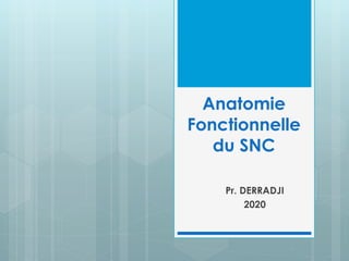 Anatomie
Fonctionnelle
du SNC
Pr. DERRADJI
2020
 