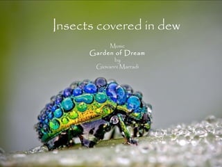 Insects covered in dew
Music

Garden of Dream
by
Giovanni Marradi

 