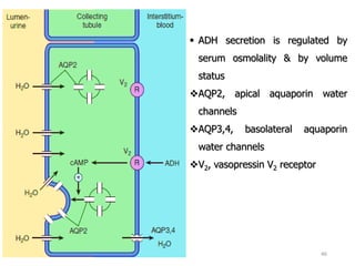 Comprehensive Overview of Drugs Acting on the Kidney and Their ...