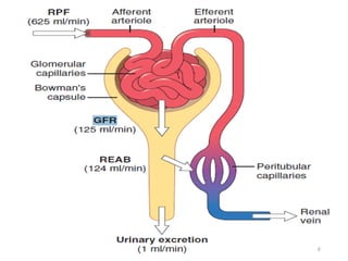 Comprehensive Overview of Drugs Acting on the Kidney and Their ...