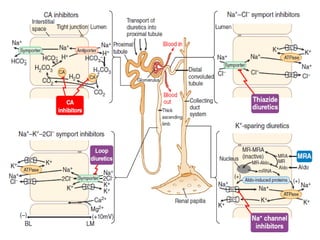 Comprehensive Overview of Drugs Acting on the Kidney and Their ...