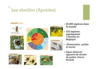 +
    Les abeilles (Apoïdes)


                                                                             20.000 espèces dans
                                                     Andrena cineraria
                                                                              le monde

    Didier Descouens
                                                                             372 espèces
                                                                              représentant
                                                                              7 familles en
                                                           Aconcagua



                                                                              Belgique
                                                      Nomada armata


                                                                             Alimentation : pollen
                                                                              et nectar
                                                          ©entomart

                                                                             Signe distinctif :
Dasypoda                                                                      appareil de récolte
                               Osmie cornue
                                                                              du pollen chez la
                                                                              femelle
Keith Balmer
                       ©entomart              Wolf
 
