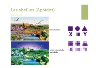 +
    Les abeilles (Apoïdes)
    La vision
 