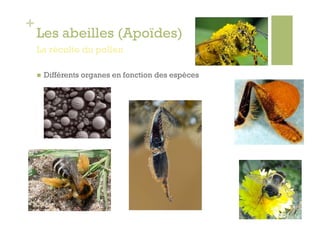 +
    Les abeilles (Apoïdes)
    La récolte du pollen

        Différents organes en fonction des espèces




Keith Balmer
 