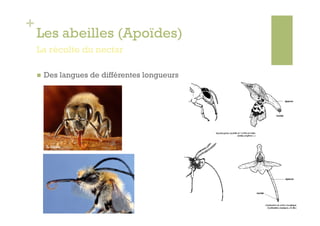 +
    Les abeilles (Apoïdes)
    La récolte du nectar

        Des langues de différentes longueurs.




         S. Szoke
 