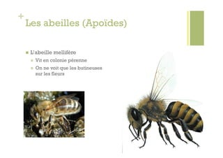 +
    Les abeilles (Apoïdes)

        L’abeille mellifère
             Vit en colonie pérenne
             On ne voit que les butineuses
              sur les fleurs
 