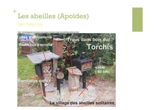 +
    Les abeilles (Apoïdes)
    Les habitats
    http://michelsegond.e-monsite.com/pages/comment-aider-les-abeilles-solitaires.html
 