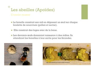 +
    Les abeilles (Apoïdes)
    L’osmie rousse

        La femelle construit son nid en déposant un œuf sur chaque
         boulette de nourriture (pollen et nectar).

        Elle construit des loges avec de la boue.

        Les derniers œufs donneront naissance à des mâles. Ils
         attendront les femelles à leur sortie pour les féconder.




                                        http://www.insectes-net.fr/osmie/images/osm3gf.jpg
 