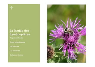 +


La famille des
hyménoptères
Ne pas confondre

Arbre généalogique

Les abeilles

Les bourdons

Guêpes et frelons
 