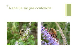 +
    L’abeille, ne pas confondre
 