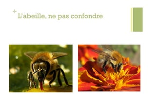 +
    L’abeille, ne pas confondre
 