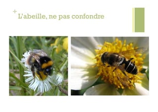 +
    L’abeille, ne pas confondre
 