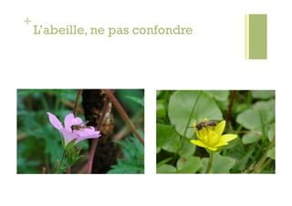 +
    L’abeille, ne pas confondre
 