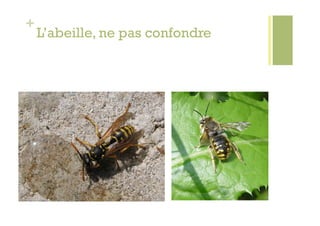 +
    L’abeille, ne pas confondre
 