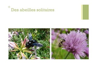 +
    Des abeilles solitaires
 