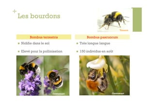 +
    Les bourdons
                                                                          Trounce


              Bombus terrestris                     Bombus pascuorum
        Nidifie dans le sol                   Très longue langue

        Elevé pour la pollinisation           150 individus en août




                               ©entomart                             ©entomart
 