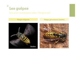 +
    Les guêpes
    Les plus communes (des 15espèces)

          Vespa vulgaris           Vespa germanica (reine)




                           Soebe                       Soebe
 