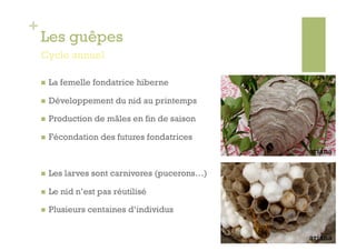 +
    Les guêpes
    Cycle annuel

        La femelle fondatrice hiberne

        Développement du nid au printemps

        Production de mâles en fin de saison

        Fécondation des futures fondatrices
                                                  ariana

        Les larves sont carnivores (pucerons…)

        Le nid n’est pas réutilisé

        Plusieurs centaines d’individus


                                                  ariana
 