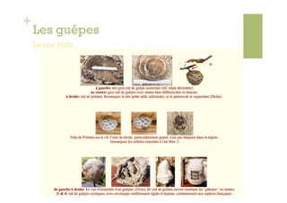 +
    Les guêpes
    Leurs nids
 
