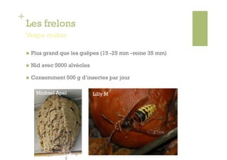 +
    Les frelons
    Vespa crabro

        Plus grand que les guêpes (15 -25 mm –reine 35 mm)

        Nid avec 5000 alvéoles

        Consomment 500 g d’insectes par jour

          Michael Apel            Lilly M
 
