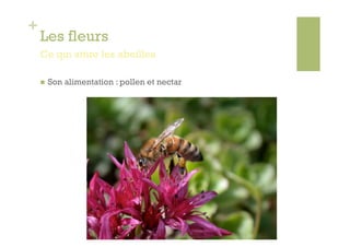 +
    Les fleurs
    Ce qui attire les abeilles

        Son alimentation : pollen et nectar
 