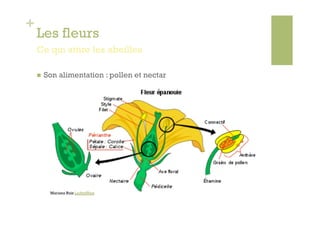 +
    Les fleurs
    Ce qui attire les abeilles

        Son alimentation : pollen et nectar




          Mariana Ruiz LadyofHats
 