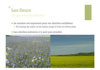 +
    Les fleurs
    Ce qui attire les abeilles

        Le nombre est important pour les abeilles mellifères
             Un champ de colza va les attirer jusqu’à 6 km et même plus

        Les abeilles solitaires n’y sont pas sensible
 