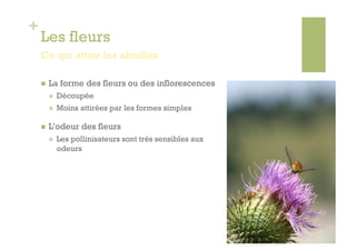 +
    Les fleurs
    Ce qui attire les abeilles

        La forme des fleurs ou des inflorescences
             Découpée
             Moins attirées par les formes simples

        L’odeur des fleurs
             Les pollinisateurs sont très sensibles aux
              odeurs
 
