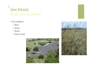 +
    Les fleurs
    Ce qui attire les abeilles

        La couleur
             Bleu
             Jaune
             Blanc
             Ultra-violet
 