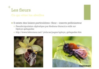 +
    Les fleurs
    Ce qui attire les abeilles

        Il existe des liaison particulières : fleur – insecte pollinisateur
             Pseudocopulation céphalique par Andrena thoracica mâle sur
              Ophrys sphegodes
             http://www.lekermeur.net/~jmlucas/pages/ophrys_sphegodes.htm




                                                                         ©entomart
 