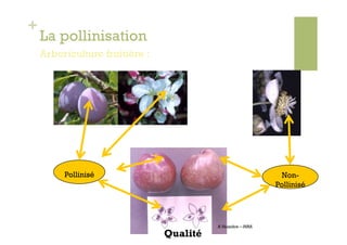 +
    La pollinisation
    Arboriculture fruitière :




         Pollinisé                                                Non-
                                                                Pollinisé




                                          B. Vaissière – INRA

                                Qualité
 