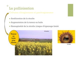 +
    La pollinisation
    Cultures oléagineuses et protéagineuses

        Amélioration de la récolte
        Augmentation de la teneur en huile
        Homogénéité de la récolte (risque d’égrenage limité

                                              B. Vaissière


         Teneur
           en
          huile
          plus
         élevée
                                                               B. Lafon
 