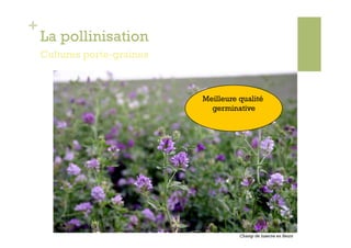 +
    La pollinisation
    Cultures porte-graines



                             Meilleure qualité
                               germinative




                                       Champ de luzerne en fleurs
 