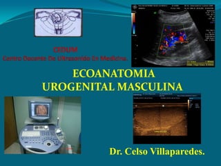 ECOANATOMIA
UROGENITAL MASCULINA

Dr. Celso Villaparedes.

 