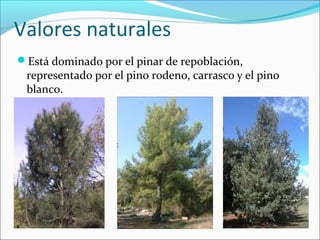 Valores naturales
Está dominado por el pinar de repoblación,
representado por el pino rodeno, carrasco y el pino
blanco.
 