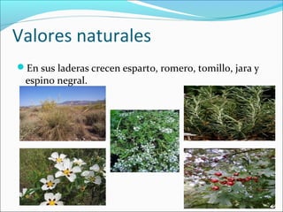 Valores naturales
En sus laderas crecen esparto, romero, tomillo, jara y
espino negral.
 
