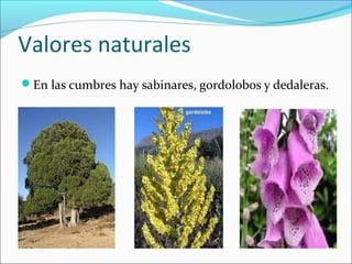 Valores naturales
En las cumbres hay sabinares, gordolobos y dedaleras.
 