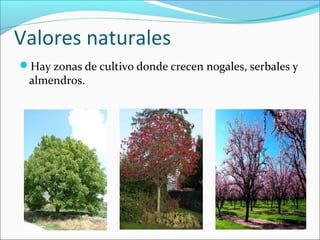 Valores naturales
Hay zonas de cultivo donde crecen nogales, serbales y
almendros.
 