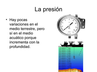 La presión
• Hay pocas
variaciones en el
medio terrestre, pero
sí en el medio
acuático porque
incrementa con la
profundidad.
 