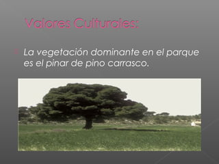  La vegetación dominante en el parque
es el pinar de pino carrasco.
 