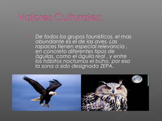 De todos los grupos faunísticos, el mas
abundante es el de las aves. Las
rapaces tienen especial relevancia ,
en concreto diferentes tipos de
águilas, como el águila real , y entre
los hábitos nocturnos el búho, por eso
la zona a sido designada ZEPA.
 