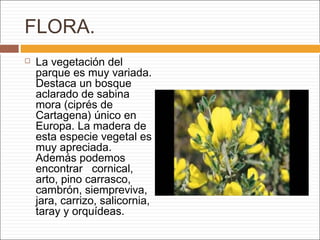 FLORA.
 La vegetación del
parque es muy variada.
Destaca un bosque
aclarado de sabina
mora (ciprés de
Cartagena) único en
Europa. La madera de
esta especie vegetal es
muy apreciada.
Además podemos
encontrar cornical,
arto, pino carrasco,
cambrón, siempreviva,
jara, carrizo, salicornia,
taray y orquídeas.
 