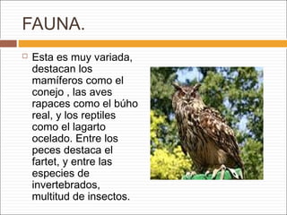 FAUNA.
 Esta es muy variada,
destacan los
mamíferos como el
conejo , las aves
rapaces como el búho
real, y los reptiles
como el lagarto
ocelado. Entre los
peces destaca el
fartet, y entre las
especies de
invertebrados,
multitud de insectos.
 
