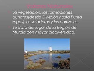  La vegetación, las formaciones
dunares(desde El Mojón hasta Punta
Algas) los saladeras y los carrizales.
 Se trata del lugar de la Región de
Murcia con mayor biodiversidad.
 