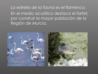  La estrella de la fauna es el flamenco.
 En el medio acuático destaca el fartet,
por construir la mayor población de la
Región de Murcia.
 