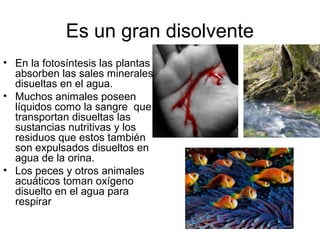 Es un gran disolvente
• En la fotosíntesis las plantas
absorben las sales minerales
disueltas en el agua.
• Muchos animales poseen
líquidos como la sangre que
transportan disueltas las
sustancias nutritivas y los
residuos que estos también
son expulsados disueltos en
agua de la orina.
• Los peces y otros animales
acuáticos toman oxígeno
disuelto en el agua para
respirar
 
