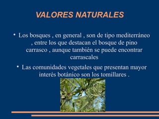 VALORES NATURALES

Los bosques , en general , son de tipo mediterráneo
, entre los que destacan el bosque de pino
carrasco , aunque también se puede encontrar
carrascales

Las comunidades vegetales que presentan mayor
interés botánico son los tomillares .
 
